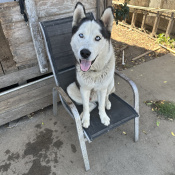 MEMO, a White, Black ALASKAN HUSKY Dog