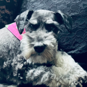 Tabitha, a Black Miniature Schnauzer Dog