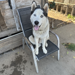 {petName}, a White, Black ALASKAN HUSKY Dog